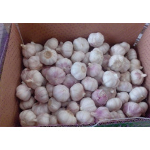 Pack Garlic In A Natural Box